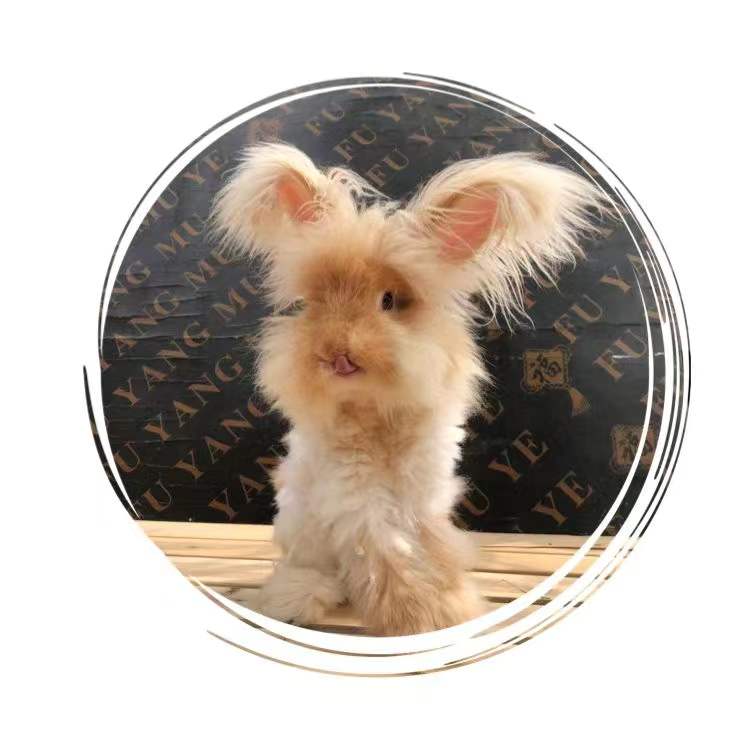 巨型安哥拉兔进口血统巨兔长毛宠物兔活物大型道奇猫猫兔爆毛好养