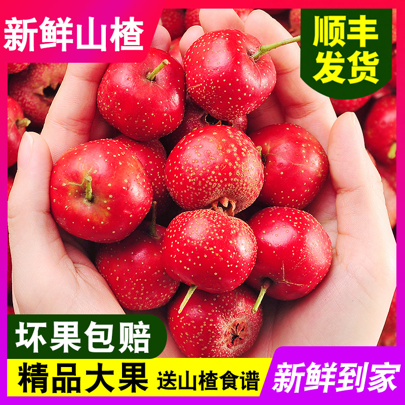 新鲜红果鲜山楂果大山楂鲜果大果山里红冰糖葫芦用现摘生顺丰包邮