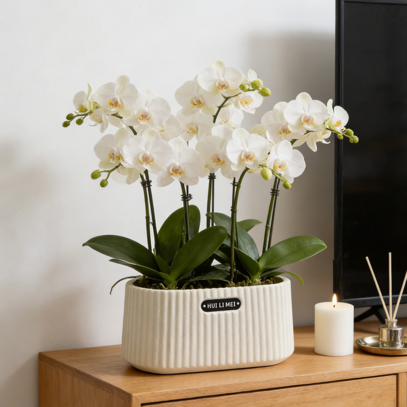 北欧简约树脂花盆矮款室内发财树郁金香蝴蝶兰吊兰创意盆绿植花盆