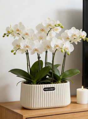 北欧简约树脂花盆矮款室内发财树郁金香蝴蝶兰吊兰创意盆绿植花盆