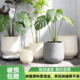 北欧风仿陶瓷塑料特大口径花盆加厚耐用绿植盆栽室内客厅家用花盆