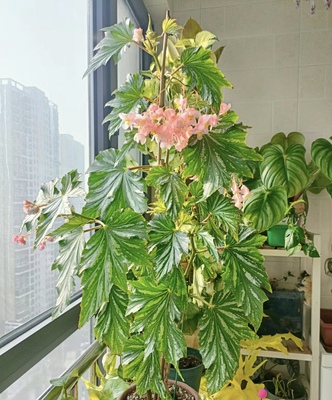 植物优选｜大盆乌头杂秋海棠 粉旗鱼 鳟鱼秋海棠