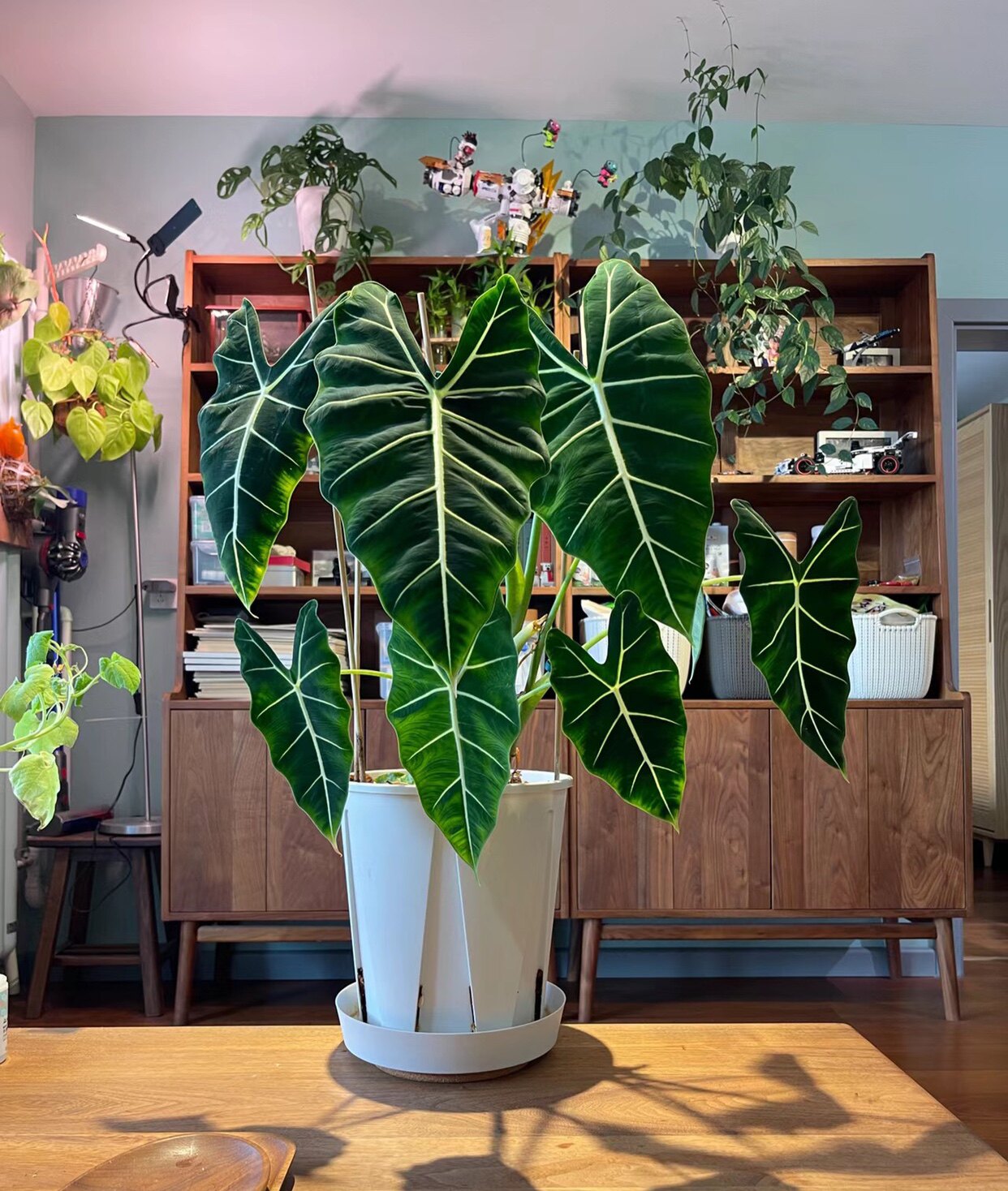 植物优选|绿天鹅绒海芋 顺丰包邮