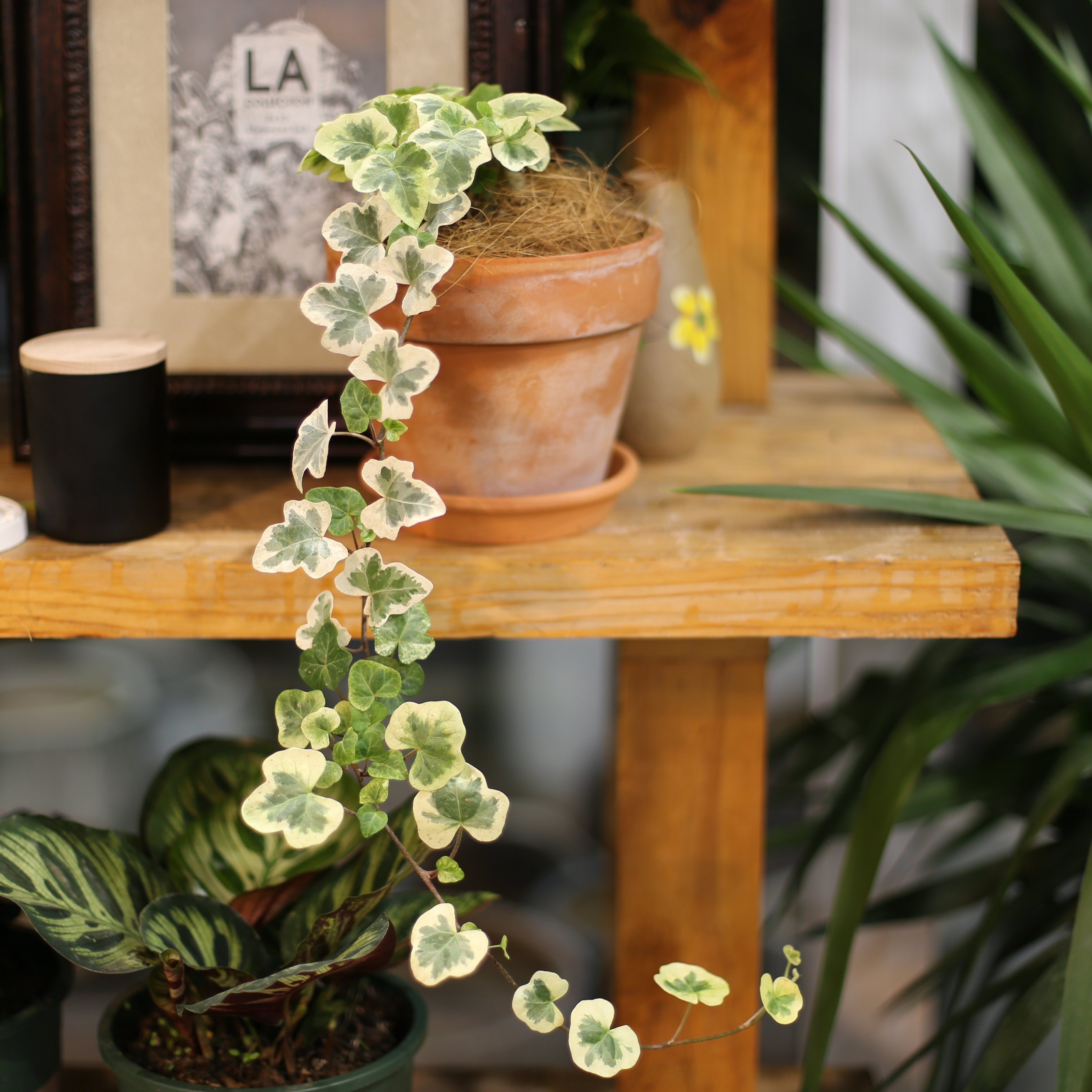 植物优选 | 雪莹常春藤小众植物美丽叶子进口品种 满39元包邮