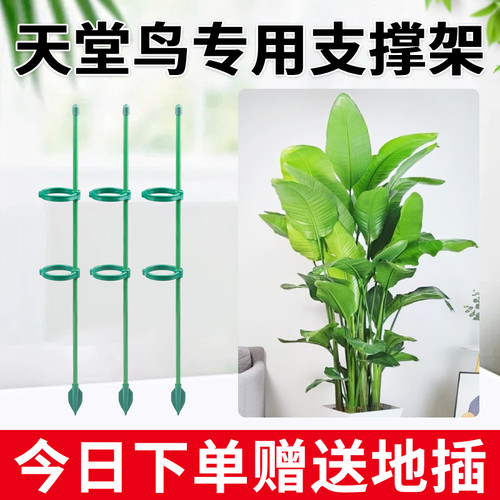 天堂鸟支撑杆龟背竹爬藤架