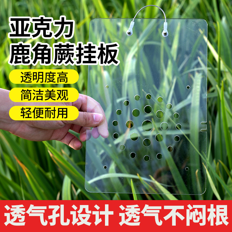 新款鹿角蕨挂板亚克力植物定植板透气不闷根透水透光悬挂上板工具,鲜花速递/花卉仿真/绿植园艺,其它园艺用品,淘宝优惠券,粉丝福利购,淘宝优惠卷