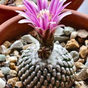 仙人球精品实生精巧殿无刺萌球开花植物室内阳台好养装饰小盆栽