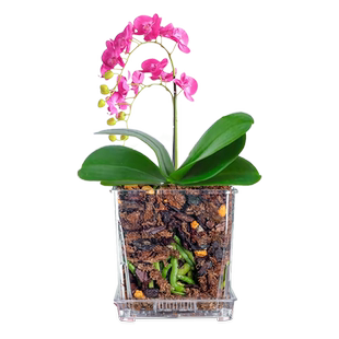 高透明花盆蝴蝶兰花专用塑料方形水苔带底孔控根透气家用桌面创意