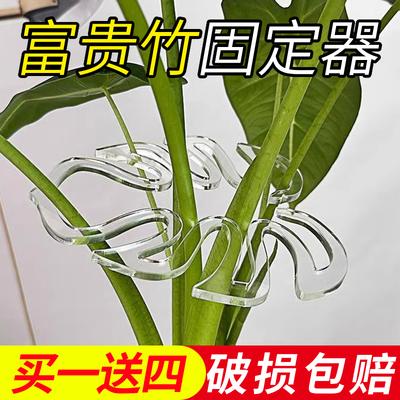 富贵竹专用固定器收拢枝干