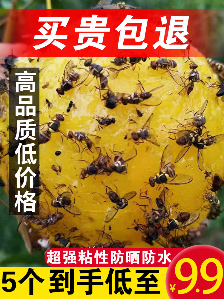 新疆包邮诱蝇球果蝇诱捕器粘虫球马蜂针锋小飞虫贴克星苍蝇球诱虫