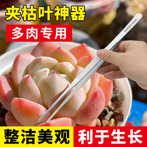 多肉夹枯叶专用园艺长镊子