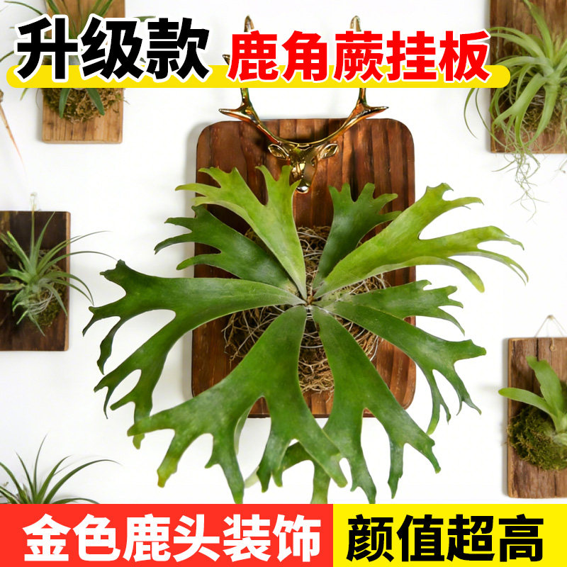 花多多鹿角蕨挂板大型套装种植板上板防腐木二歧挂墙实木壁挂板,鲜花速递/花卉仿真/绿植园艺,其它园艺用品,淘宝优惠券,粉丝福利购,淘宝优惠卷