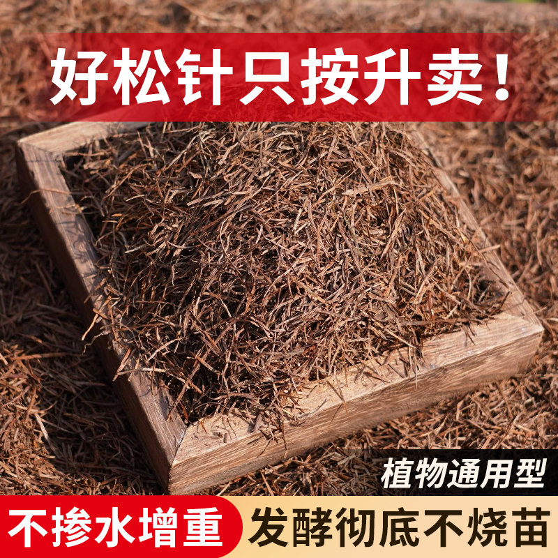 兰花松针土橡树叶腐熟多肉