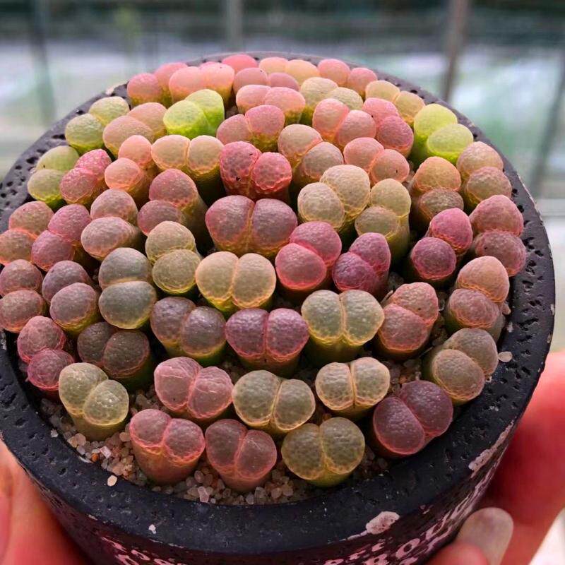 彩色搭配风铃玉花多多肉植物盆栽