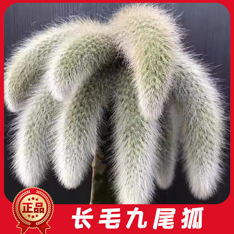 正版长软毛九尾狐多肉
