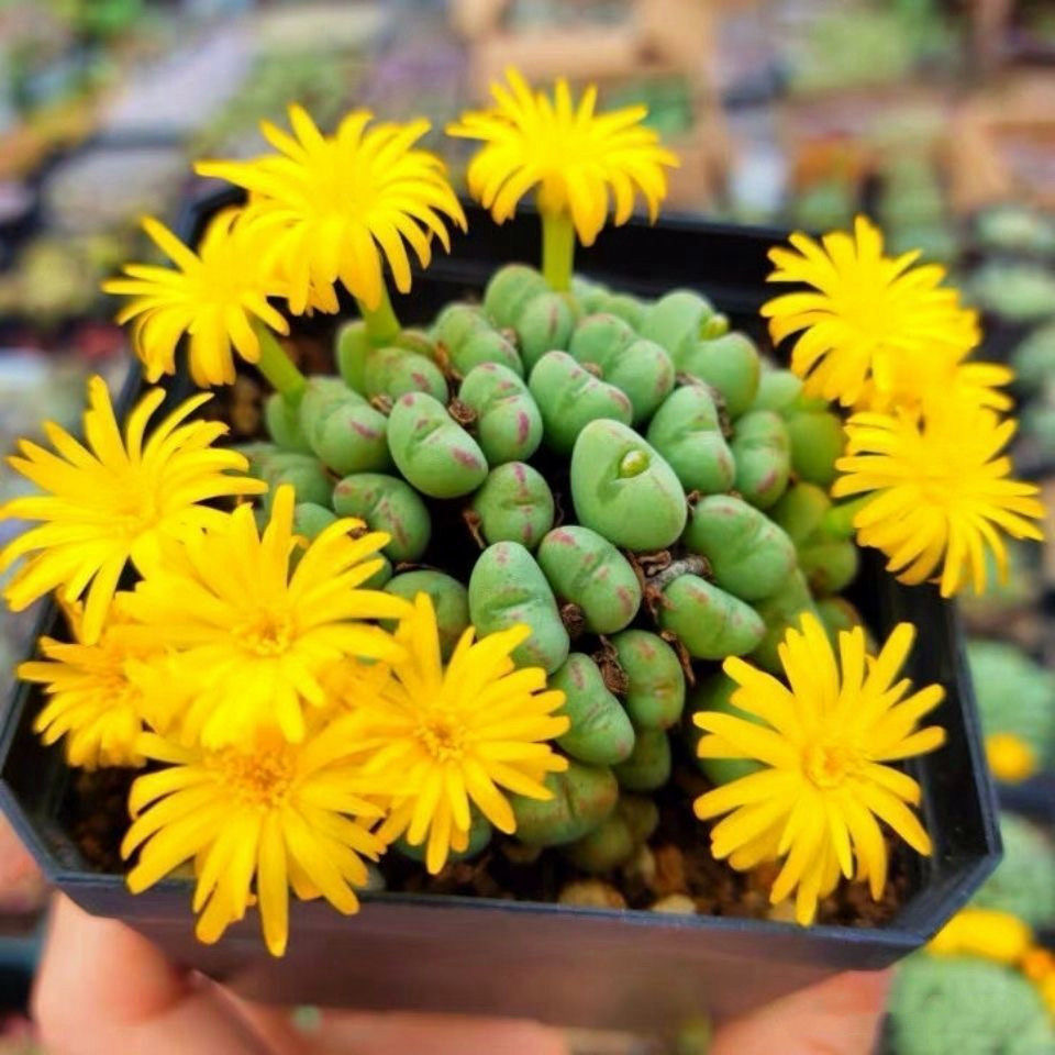 多肉植物番杏科生石花肉锥阳台室内稀有品种口笛多头群生小萌物