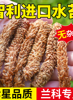 智利进口毛毛虫水苔蝴蝶兰植物兰科专用营养土七星高品质爬宠介质