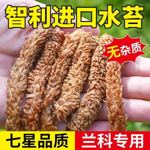 醉花智利进口七星品质毛毛虫水苔