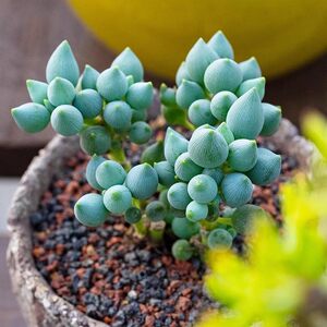 多肉植物锦上珠菊科千里光属半透明子西瓜藤卧室桌面小盆栽