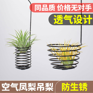 空气凤梨托架空气凤梨支架空气凤梨底座空气凤梨悬挂螺旋吊架透气