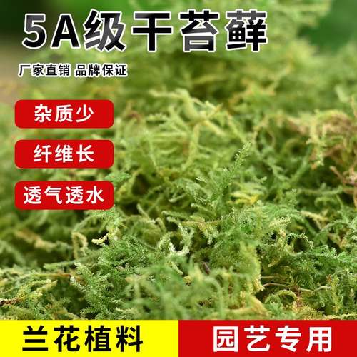 干苔藓水纯天然青兰花蝴蝶