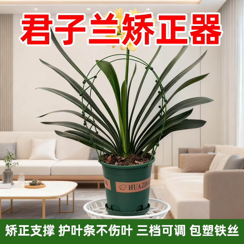 君子兰叶片矫正器整形夹矫正线叶片纠正器透明扶正带修型修型固定