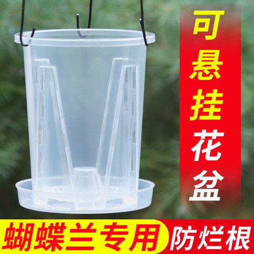 透明青山兰花控根盆蝴蝶兰