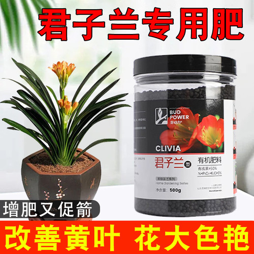 君子兰促箭专用肥料室内植
