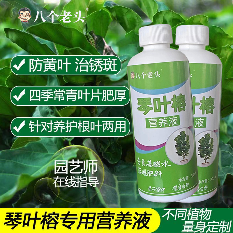 琴叶榕保湿专用肥树料人参