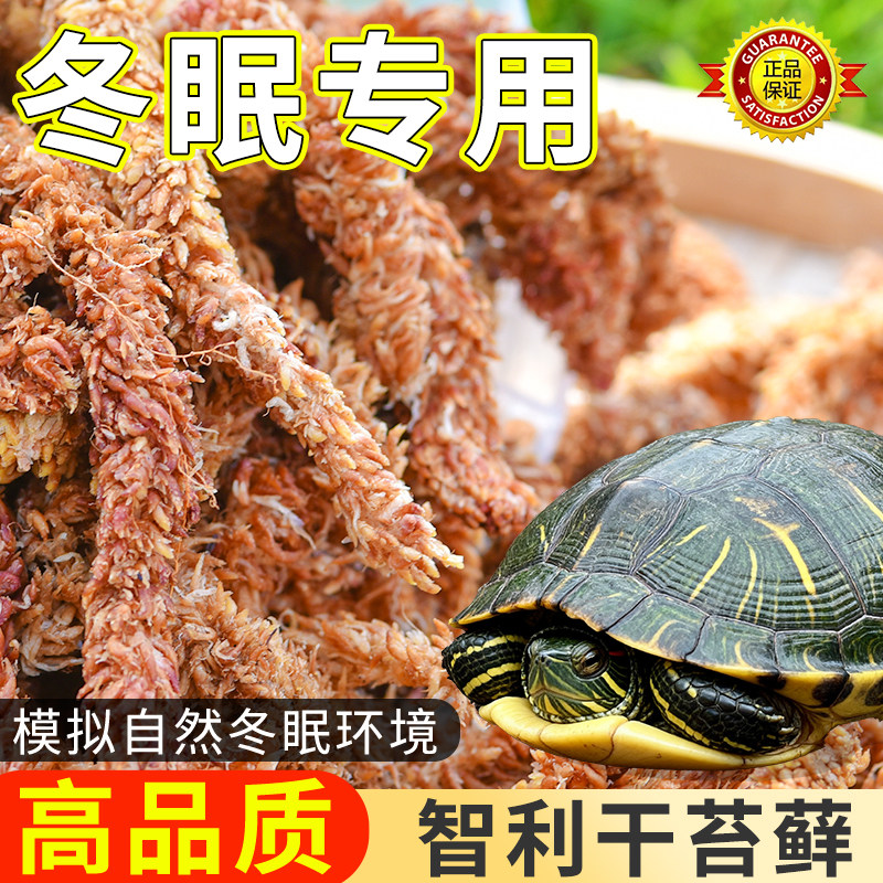 爬宠专用冬眠保湿水苔智利进口毛毛虫水苔垫材乌龟干苔藓椰砖椰土