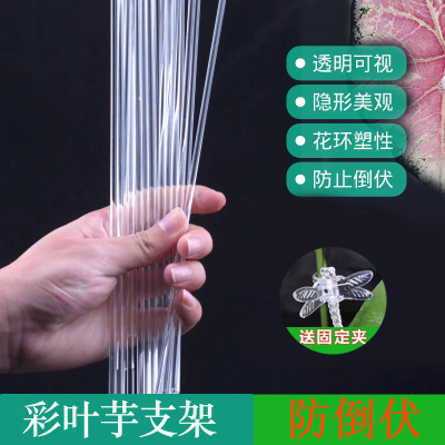 彩叶芋支架夹子透明支撑杆