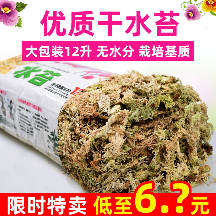 土苔藓价格 土苔藓图片 星期三