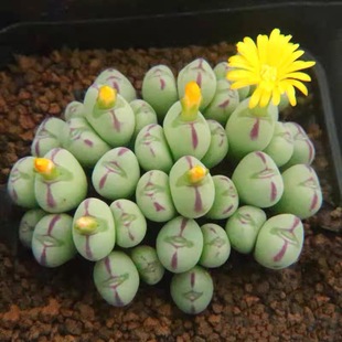 多肉植物番杏科生石花肉锥阳台室内稀有品种口笛多头群生小萌物