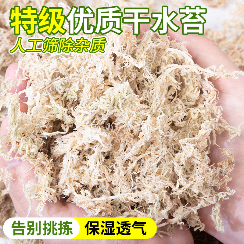 水苔智利进口干水苔蝴蝶兰花专用营养土苔藓石斛食虫植物