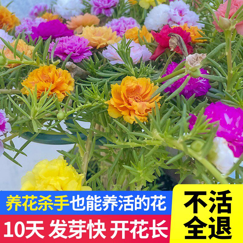 太阳花重瓣大花花苗枝条四季开花死不了阳台庭院植物盆栽绿植花卉