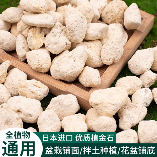 花多多植金石花卉植物通用