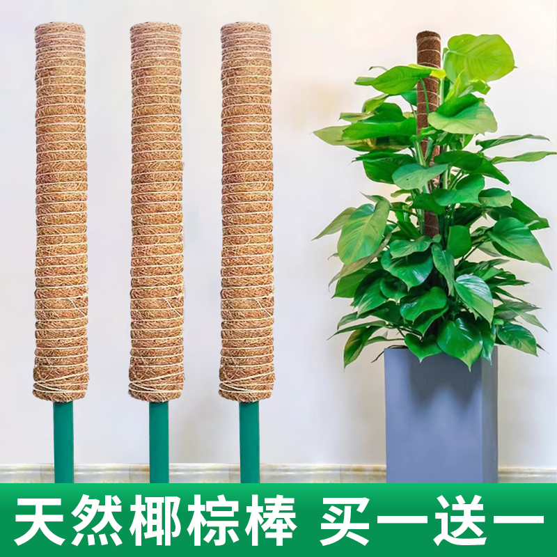 龟背竹植物固定椰棕柱