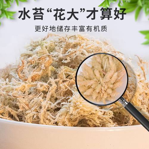 兰花专用营养土水苔苔藓
