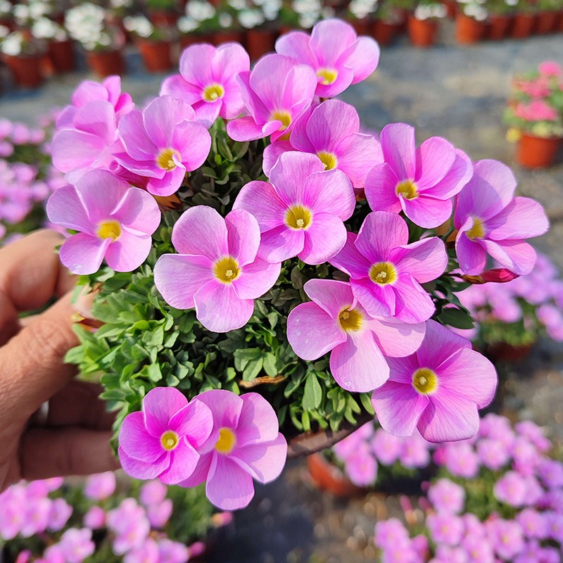 酢浆草清新花小网红球根卉