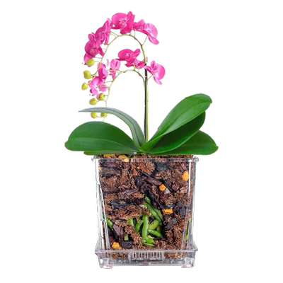 透明亚克力蝴蝶兰专用盆