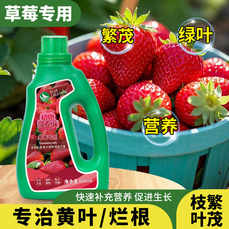 草莓专用肥营养液盆栽种植叶面肥平衡肥液体肥有机复合肥料