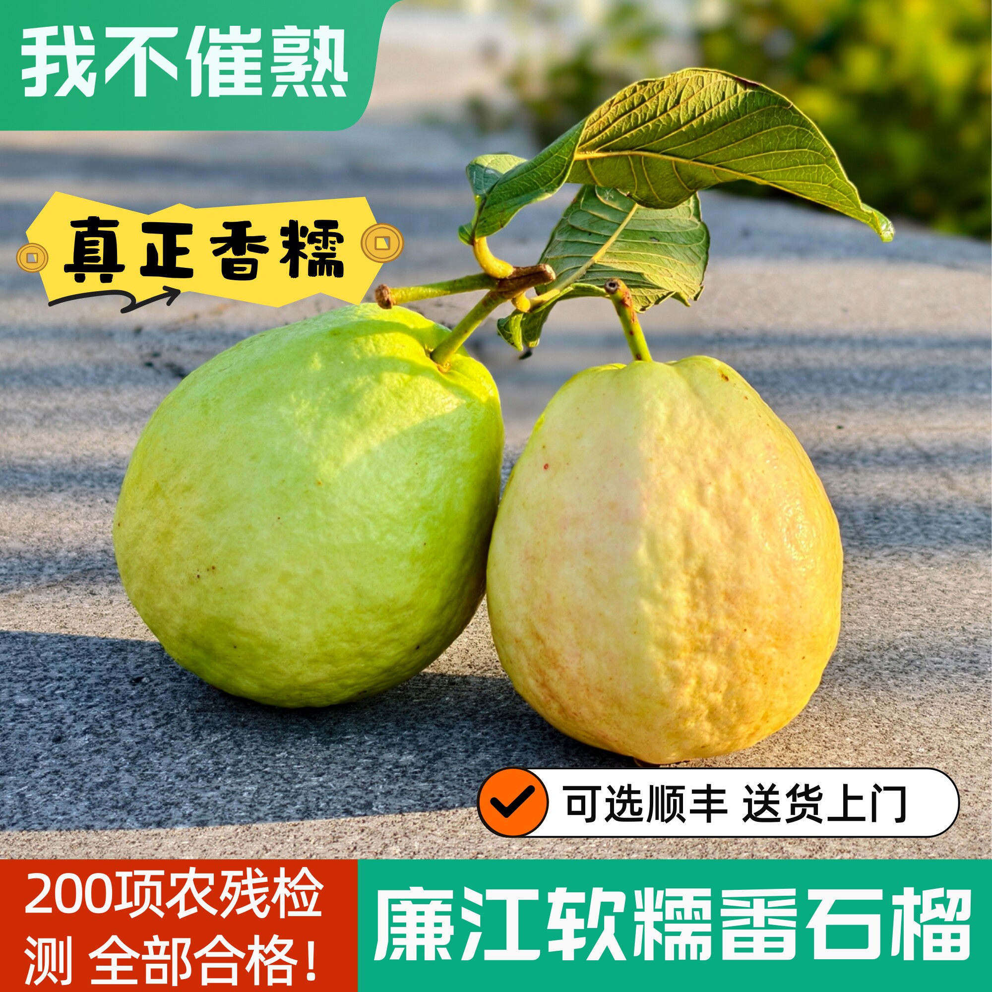 广东奶油芭乐软糯番石榴软心鸡屎果白心巴乐轻食新鲜水果整箱包邮