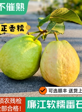 广东奶油芭乐5斤软糯番石榴软心鸡屎果白心巴乐新鲜水果整箱包邮3