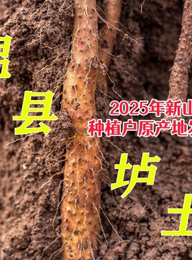 正宗怀山粉糯35-65cm温县垆土