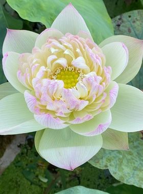 新鲜现摘荷花重瓣真鲜花莲蓬水生花卉插花花束切花花苞莲花批发