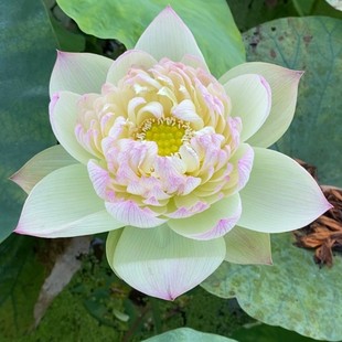 新鲜现摘荷花重瓣真鲜花莲蓬水生花卉插花花束切花花苞莲花批发