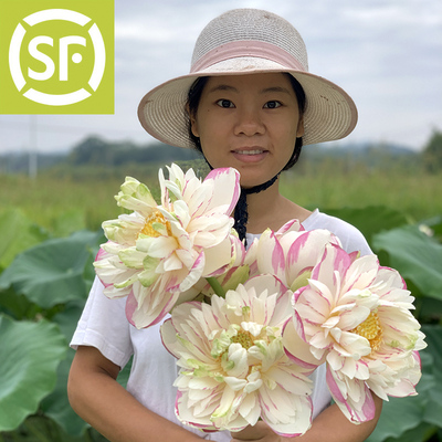 重瓣真荷花鲜花新鲜莲蓬水生花卉插花花束切花花苞莲花现摘荷叶