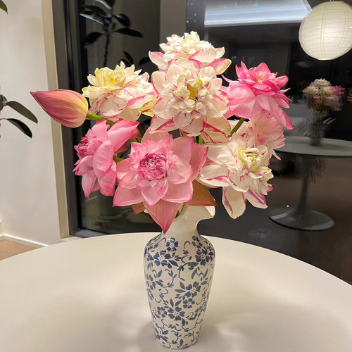 大洒锦重瓣荷花鲜花新鲜切花花苞莲花水生花卉插花鲜花花束夏季