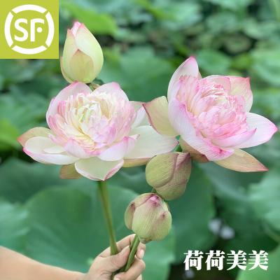 荷荷美美重瓣荷花鲜花批发新鲜花卉插花花束夏季鲜切花苞莲花现摘