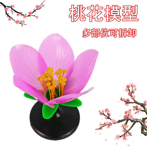 桃花的结构构造解剖实验模型